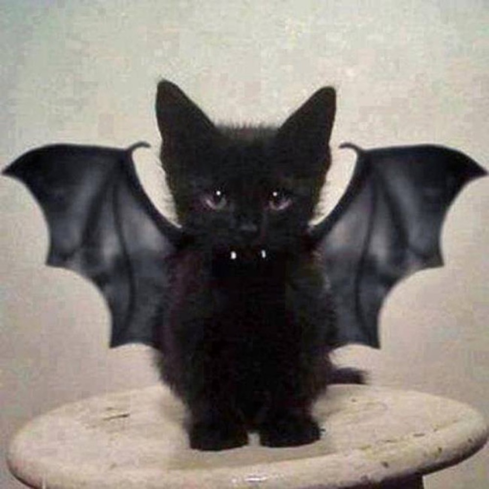 Meet your Posher, Cory